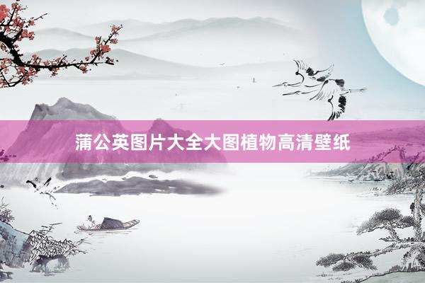 蒲公英图片大全大图植物高清壁纸